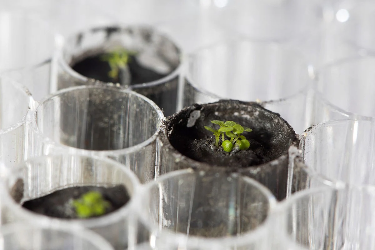 Apollo Moon Missions' Soil Samples Used by Researchers to Grow Plants