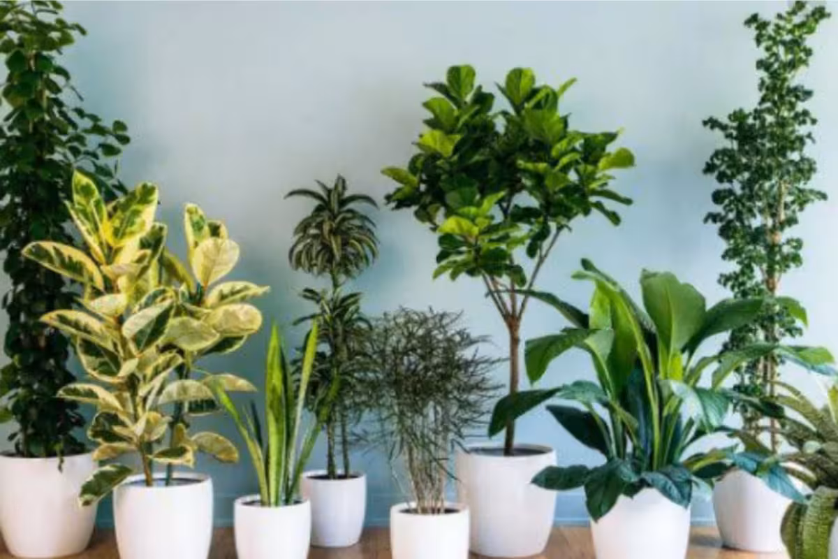 5 Indoor Plants That Can Improve Your Health
