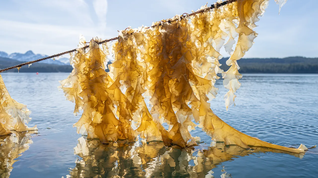 Reclaiming Native Knowledges Through Kelp Farming in Cordova, Alaska