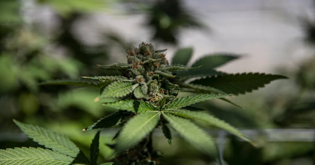 Why Marijuana Can Disqualify a Runner From the Olympics