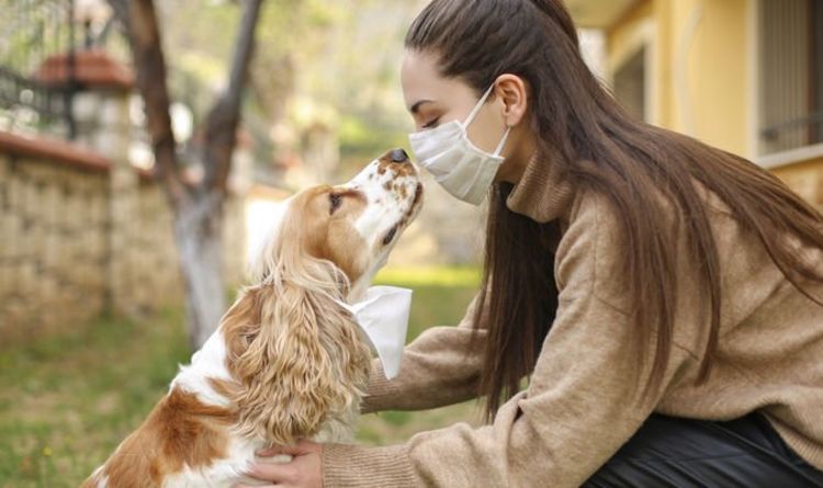 Britain's dog owners set to spend £162m on canines this Christmas, study finds