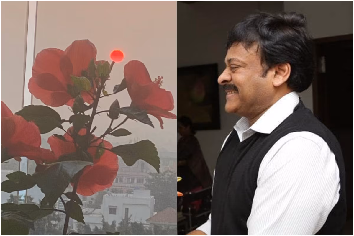 Beautiful Pics of Flowers from Superstar Chiranjeevi’s Home will Make Your Day