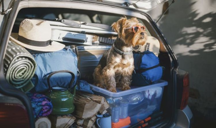 Holidaying with your dog this summer? The best UK destinations for each dog breed